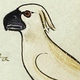 Ilustración para el artículo titulado El dibujo de una cacatúa australiana en un libro del siglo XIII desafía lo que sabemos sobre la edad media